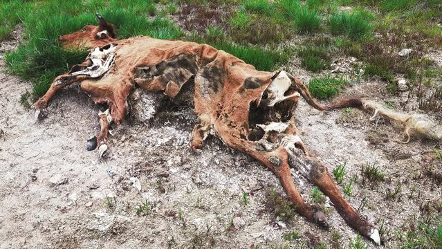 A brown cow died in the winter in a semi-desert. The corpse was eaten by a fox, corpse-eating beetles, skin-eating beetles. The death of livestock (distemper) from lack of food and waterlessness