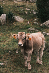 Ternero feliz en Pirineo 