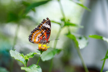 France butterfly mountains alpes provence vercors