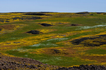 Landscape at North Table Mountain Ecological Preserve, Oroville, California, USA , close-up pattern featuring yellow and purple  wildflowers and volcanic rocks, and blue cloudless sky - 675443543
