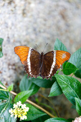 France butterfly mountains alpes provence vercors