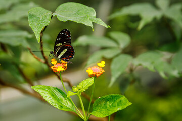 France butterfly mountains alpes provence vercors