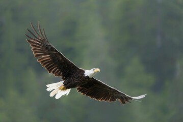 an eagle is flying high in the air with his wings spread