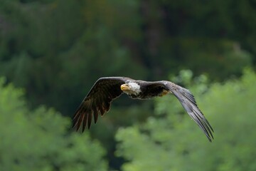 an eagle soaring in the sky above the forest and land