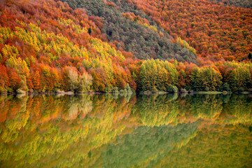 Beautiful beech fir forest in autumn reflected in the water of a lake in the Selva de Irati,...