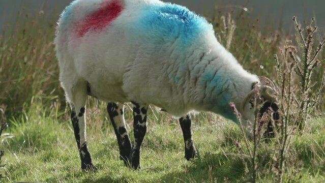 Amidst a rocky landscape, a uniquely colored sheep enjoys a meal of fresh grass.
