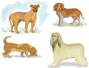 Dogs beagle, afghan hound, basset hound, bullmastiff hand drawn cute cartoon sketch coloring set pets on a white background separately