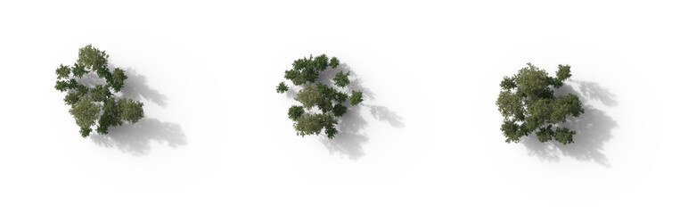 Forest top view group of trees Birch betula trees isolated png in overcast light on a transparent...