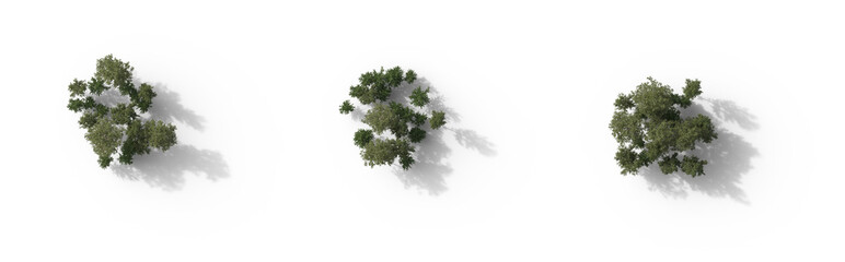 Forest top view group of trees Birch betula trees isolated png in overcast light on a transparent background with realistic shadow premium cutout