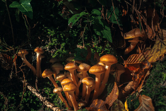 fotos de los aut&eacute;nticos hongo de miel. Armillaria mellea en oto&ntilde;o.