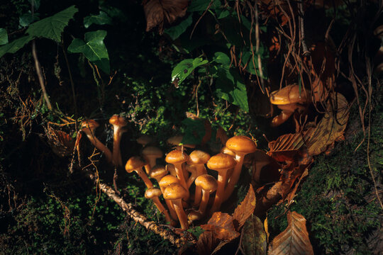 fotos de los aut&eacute;nticos hongo de miel. Armillaria mellea en oto&ntilde;o.