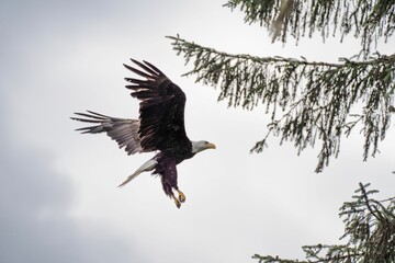 Bald Eagle soaring majestically, wings spread wide, against a clouded sky