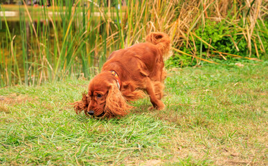 Red cocker spaniel dog on the green grass in the park