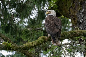 a bald eagle perched in a tree branch with leaves and moss
