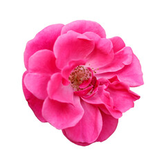 Pink flower element, cutout clipart, isolated png image