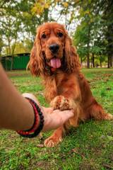 Red cocker spaniel dog on the green grass in the park