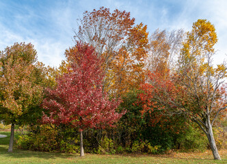 Naklejka premium autumn trees in the park