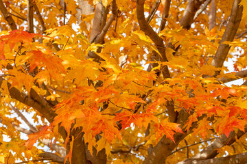 autumn leaves on the tree