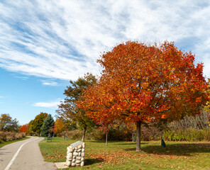 Naklejka premium autumn trees in the park