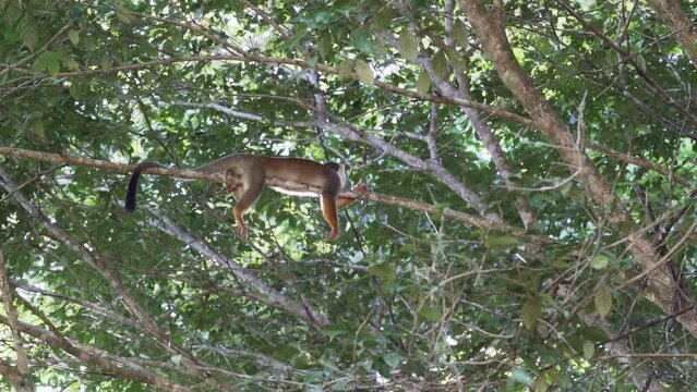 Cute little squirrel monkey jumping through the canopy of the tropical rainforest in the Cuyabeno wildlife reserve in the Amazon region of Ecuador.