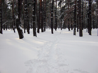 Fototapeta premium snow in winter Kiev park