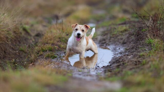 The dog is standing in a puddle. Jack Russell Terrier is walking on the street. Wet and dirty pet on a walk. Inclement weather