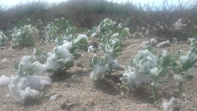 The coastal plant Tournefortia (Argusia sibirica) is covered with salty foam on the shore of Lake Sivash. Resistance to salty environment halophyte