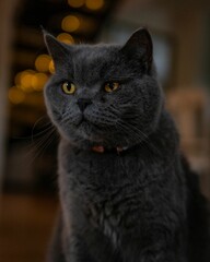 Gray cat looks directly at the camera with a festive Christmas lights background.