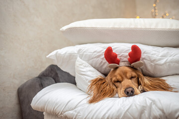Dog wearing reindeer antlers headband sits in a pile of blankets and pillows against the background...