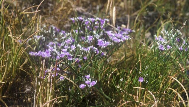 Sea lavender (Limonium gmelini) on highly saline soil on the shore of Lake Sivash. Crimean halophyte