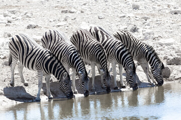 Fototapeta na wymiar Side selective focus view of five plains zebras drinking from a waterhole during a sunny morning, Etosha National Park, Namibia