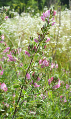 In nature, ononis spinosa grows among grasses