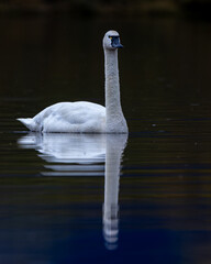 Tundra Swam and it's reflection