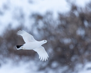 Ptarmigan flying in the snow