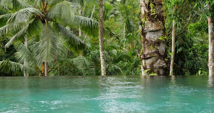Infinity pool with slightly turbulent water surface, palm trunk and rainforest thickets on background. Villa complex with wading pool at Ubud town area, typical for central Bali Island