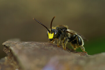 Closeup on a yellow-faced male Yellow loosestrife solitary bee, Macropis europae, sitting on wood