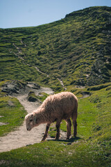 Sheep in meadows along a trail.