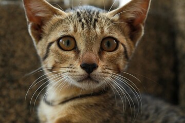 Closeup shot of an adorable domestic tabby cat with bright eyes.