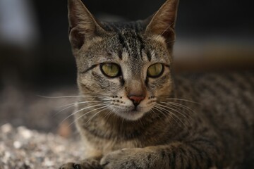 Closeup shot of an adorable domestic tabby cat with bright eyes.