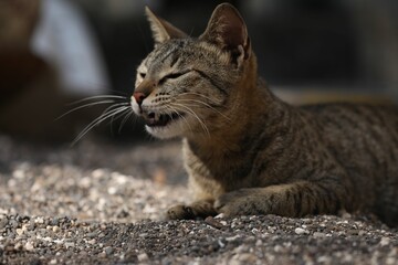 Closeup shot of an adorable domestic tabby cat with bright eyes.