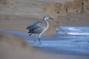 a heron walking along a sandy beach on a beach line