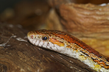 Closeup on the head of a Corn snake, Pantherophis guttatus