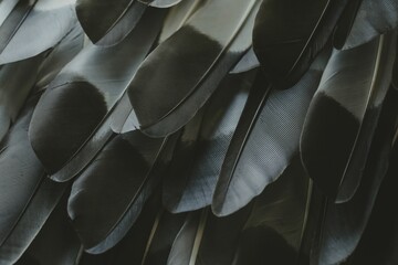 Closeup of bird feathers in a pile - obrazy, fototapety, plakaty