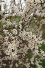 Closeup on an abundant white blossoming blackthorn, Prunus spinosa in the springtime