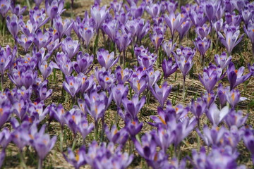 A picturesque field adorned with vibrant, purple flowers