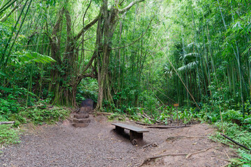 Wooden bench among trees on a forest path on the Manoa Falls Trail on the island of Oahu, Hawaii