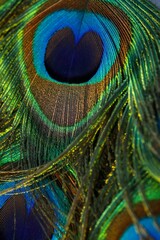 Closeup of the vibrant peacock feathers with blue, green and brown hues