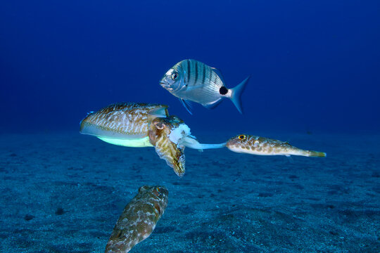 Peces devorando una sepia