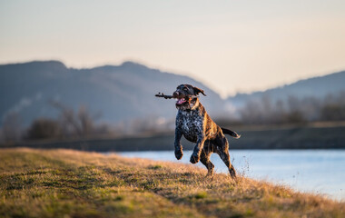 A hunting dog carries a wooden stick.