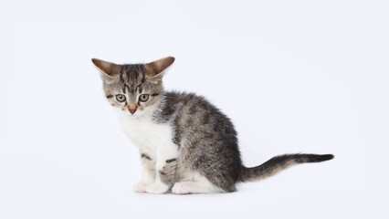 Studio portrait of kitten against a light background. Copy space for text. Pet shop. Tiny Kitten...